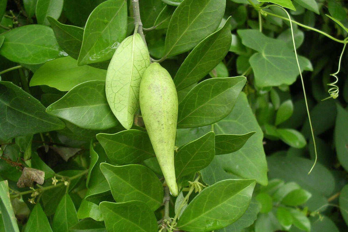 Gudmar - Natural Sugar Killer  Mahakaal Prasad
