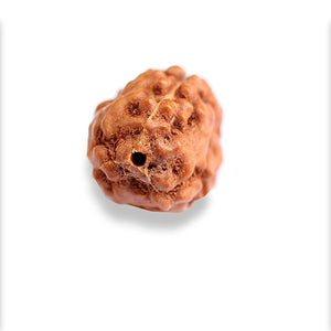 Rudraksh 3 Mukhi