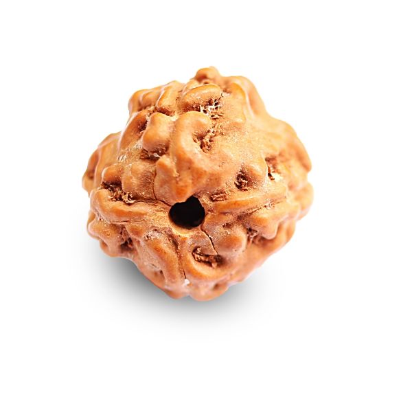 Rudraksh 4 mukhi