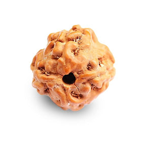 Rudraksh 4 mukhi
