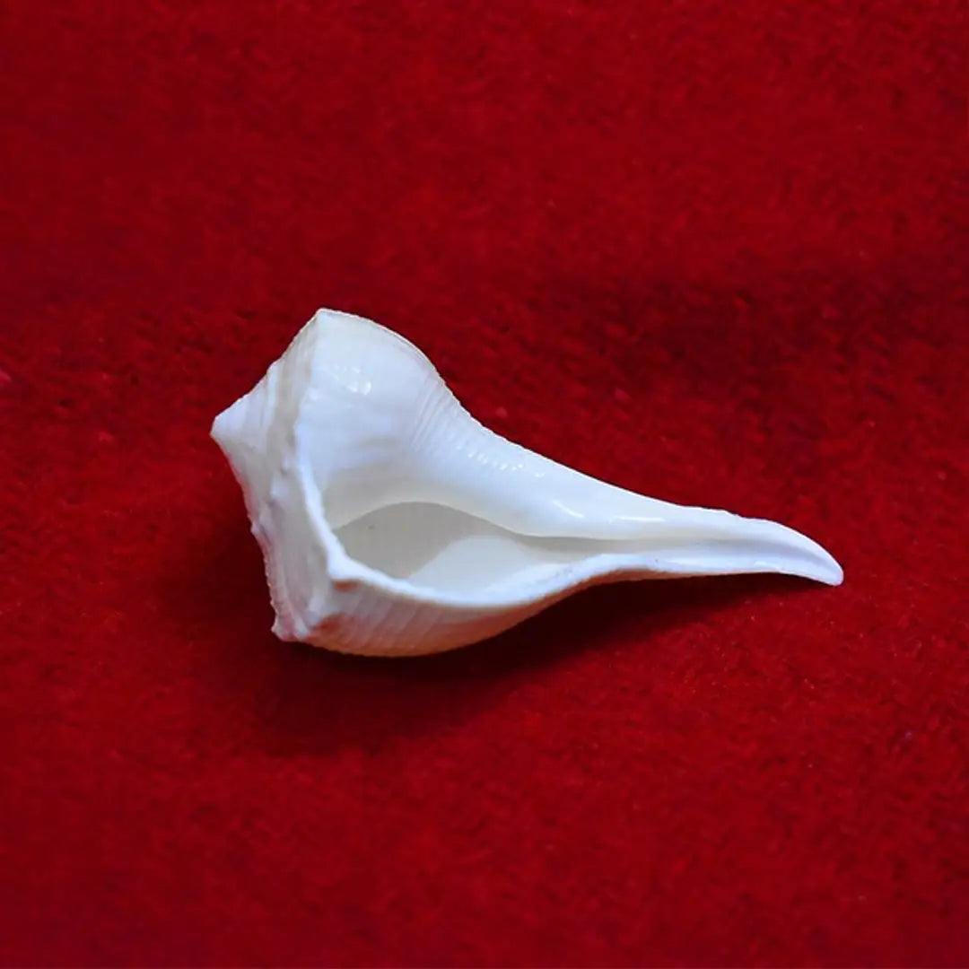 Dakshinmukhi Shankh