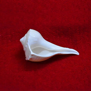 Dakshinmukhi Shankh