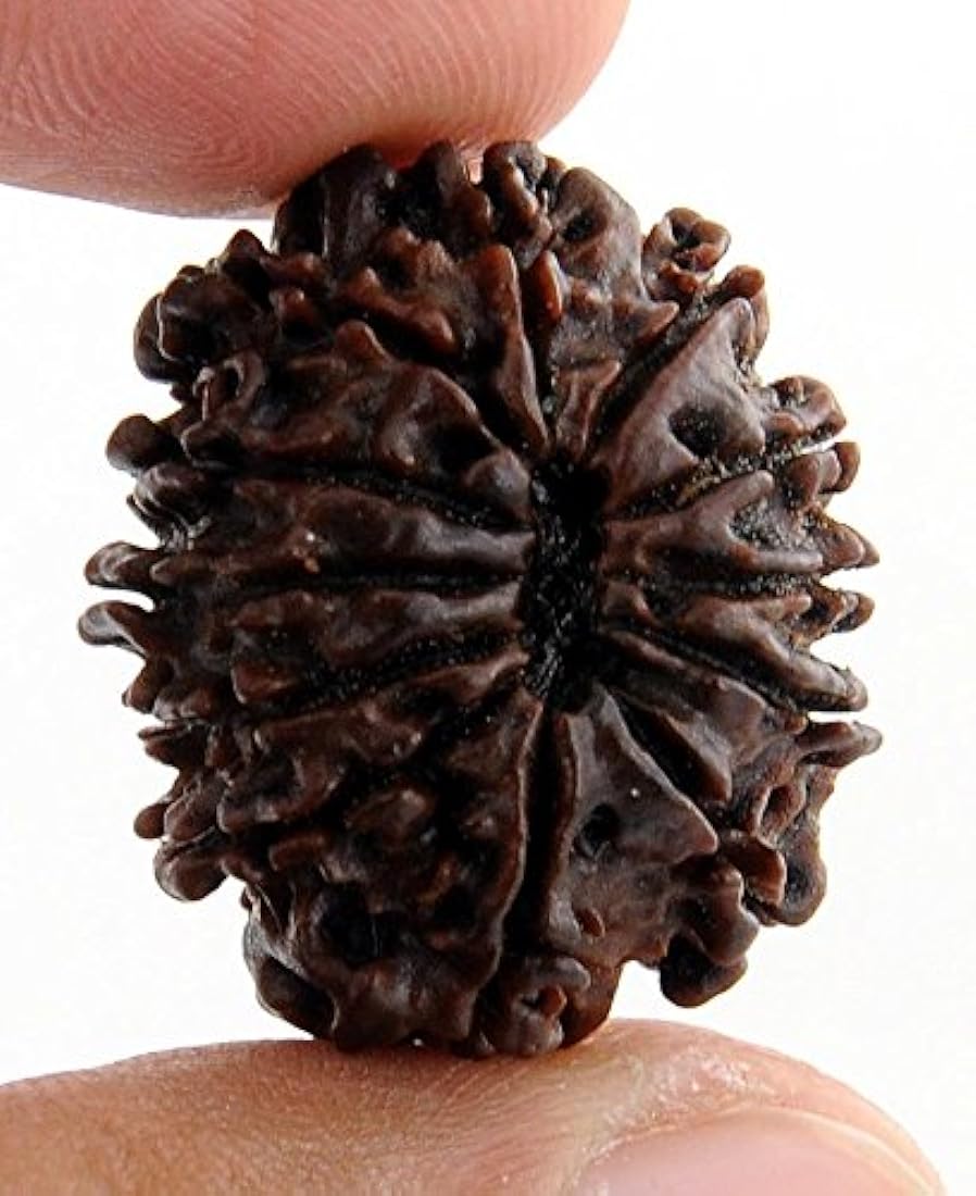 Rudraksh 11 Mukhi