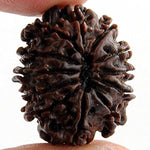 Rudraksh 11 Mukhi