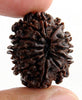 Rudraksh 11 Mukhi