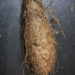 Kuber Kand Paudha badhega dhan ki prapti hogi,As the Kuber Kand Plant grows, wealth will increase.