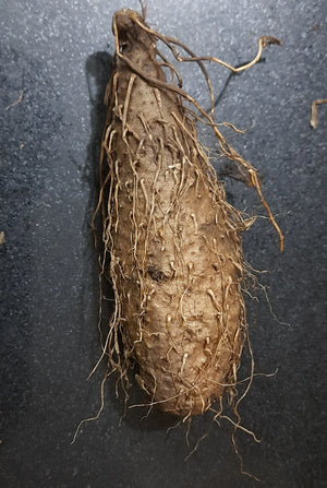 Kuber Kand Paudha badhega dhan ki prapti hogi,As the Kuber Kand Plant grows, wealth will increase.