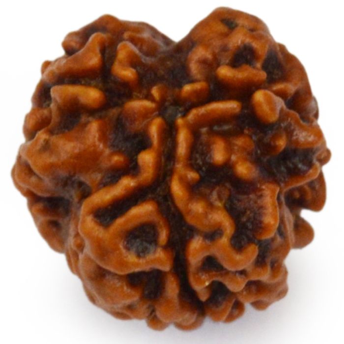 Rudraksh 3 Mukhi
