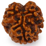 Rudraksh 3 Mukhi