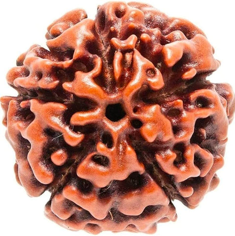 Rudraksh 5 Mukhi