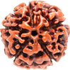 Rudraksh 5 Mukhi