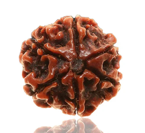 Rudraksh 6 Mukhi
