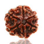 Rudraksh 6 Mukhi