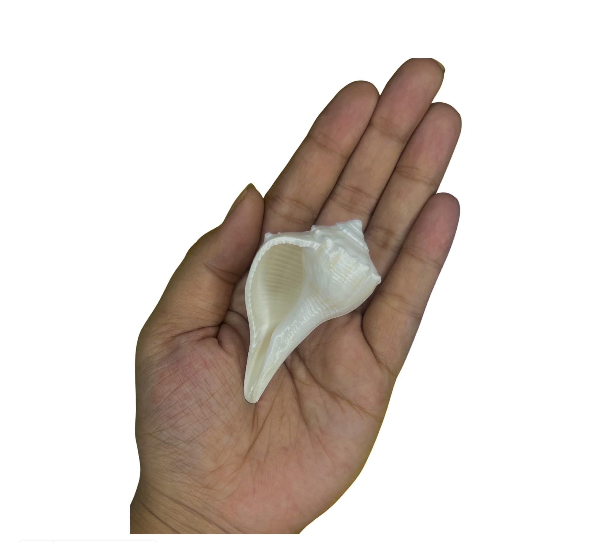 Dakshinmukhi Shankh