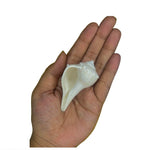 Dakshinmukhi Shankh