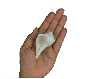 Dakshinmukhi Shankh