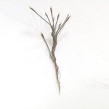 Raj Mohini Jadi for Vashikaran / असली राज मोहिनी जड़ी.