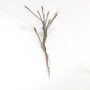Raj Mohini Jadi for Vashikaran / असली राज मोहिनी जड़ी.