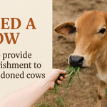 Gau Seva – Feed Rescued & Sacred Cows for Divine Blessings