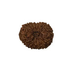 Rudraksh 14 Mukhi