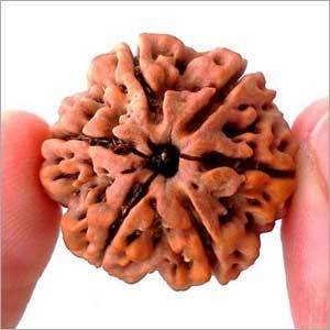 Rudraksh 6 Mukhi