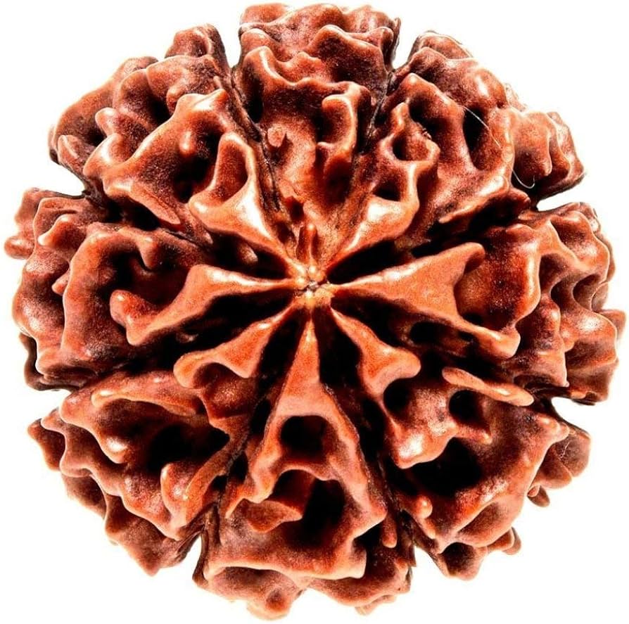 Rudraksh 8 Mukhi
