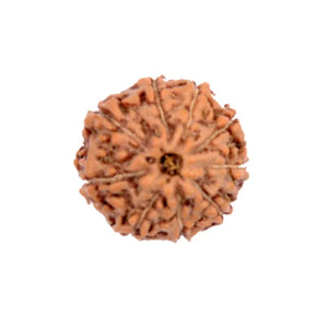 Rudraksh 9 Mukhi - Energized