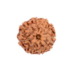 Rudraksh 9 Mukhi - Energized
