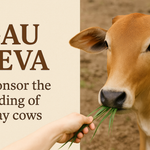 Gau Seva – Feed Rescued & Sacred Cows for Divine Blessings