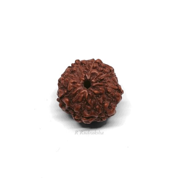 Rudraksh 8 Mukhi