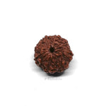 Rudraksh 8 Mukhi