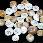 GOMTI CHAKRA - A Symbol of Prosperity and Blessings