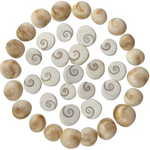 GOMTI CHAKRA - A Symbol of Prosperity and Blessings