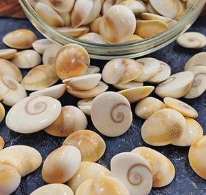 GOMTI CHAKRA - A Symbol of Prosperity and Blessings
