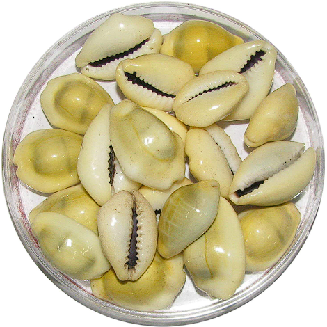 Yellow Kaudi/ Peeli Kaudi- Original & Energized - Divine Symbol of Wea ...