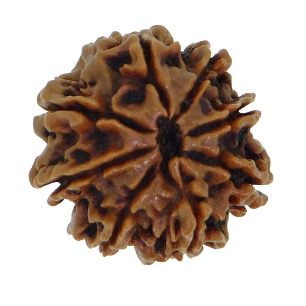 Rudraksh 8 Mukhi