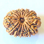 Rudraksh 14 Mukhi