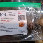 Energized Rudraksha - Original & Lab Tested