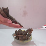 Organic Dried Raw Shikakai Pack for Hairs - Raw Form