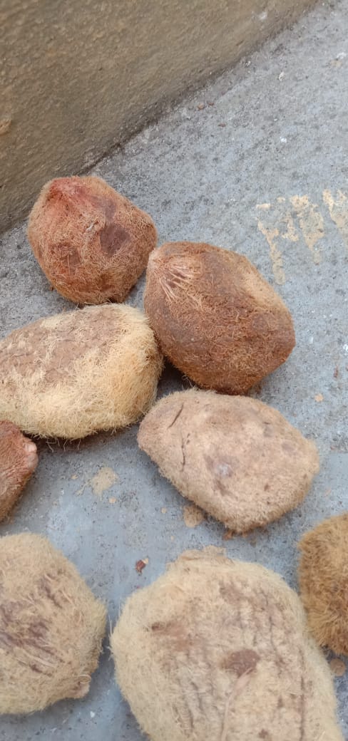 Ekakshi Nariyal, One Eyed Coconut Original & Energized for Power, Prosperity and Wealth