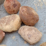 Ekakshi Nariyal, One Eyed Coconut Original & Energized for Power, Prosperity and Wealth