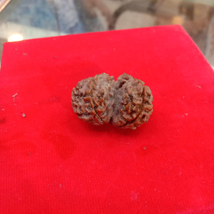 Gauri Shankar Rudraksha