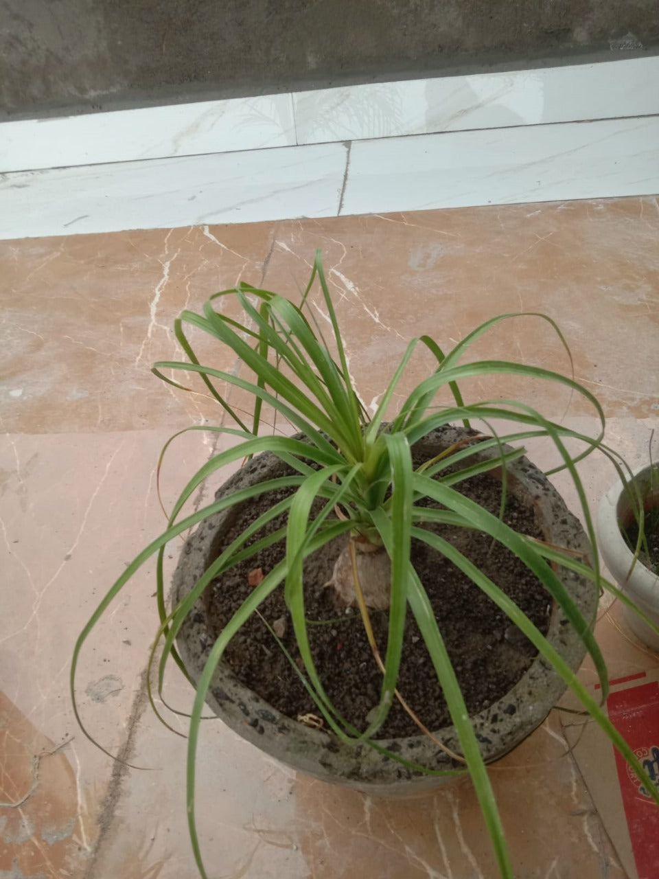 Kuber Kand Paudha badhega dhan ki prapti hogi,As the Kuber Kand Plant grows, wealth will increase.
