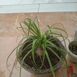 Kuber Kand Paudha badhega dhan ki prapti hogi,As the Kuber Kand Plant grows, wealth will increase.