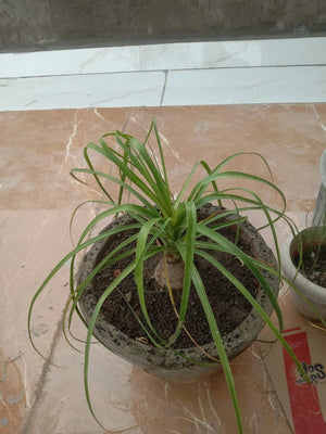 Kuber Kand Paudha badhega dhan ki prapti hogi,As the Kuber Kand Plant grows, wealth will increase.