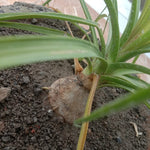 Kuber Kand Paudha badhega dhan ki prapti hogi,As the Kuber Kand Plant grows, wealth will increase.
