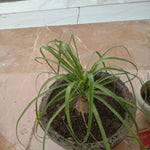 Kuber Kand Paudha badhega dhan ki prapti hogi,As the Kuber Kand Plant grows, wealth will increase.