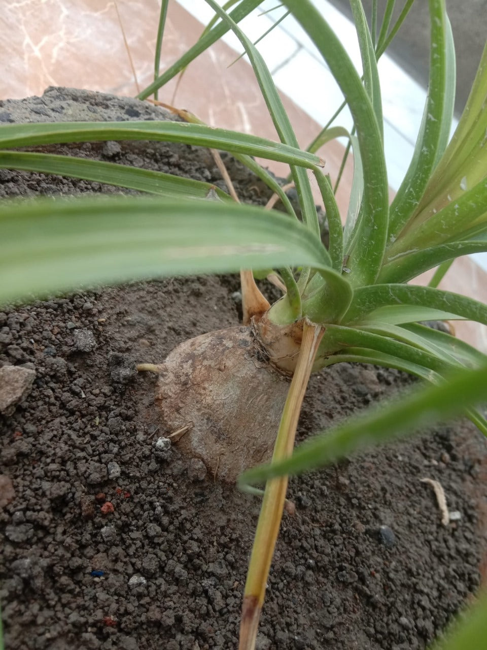 Kuber Kand Paudha badhega dhan ki prapti hogi,As the Kuber Kand Plant grows, wealth will increase.