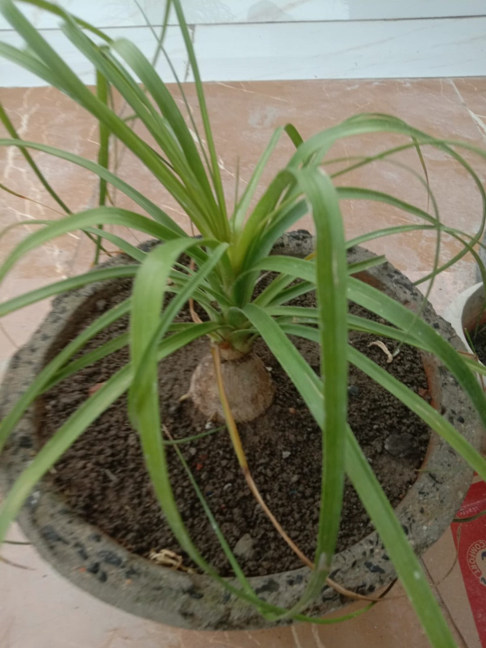 Kuber Kand Paudha badhega dhan ki prapti hogi,As the Kuber Kand Plant grows, wealth will increase.