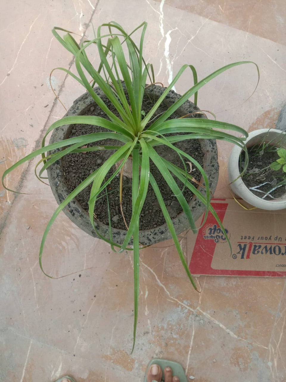 Kuber Kand Paudha badhega dhan ki prapti hogi,As the Kuber Kand Plant grows, wealth will increase.